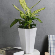 Liiokiy Home Indoor Planter Pot Hydroponic Pot Large-Caliber Modern for Bonsai Plants Outdoor Garden Planter Nordic Flower Po