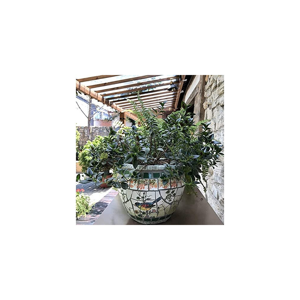 Liiokiy Colorful Vase Large Flower Pot Villa Outdoor Garden Decor Plant Pot Home Balcony Terrace Garden Plant Container Home 