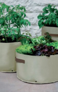 Haxnicks 3 Patio Vegetable Planters, Soft Green
