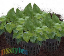 DSstyles Planting net Pot,10pcs Garden Slotted Mesh Net Cups,Plastic Garden Mesh Net Pot Heavy Duty Pot Basket Hydroponic